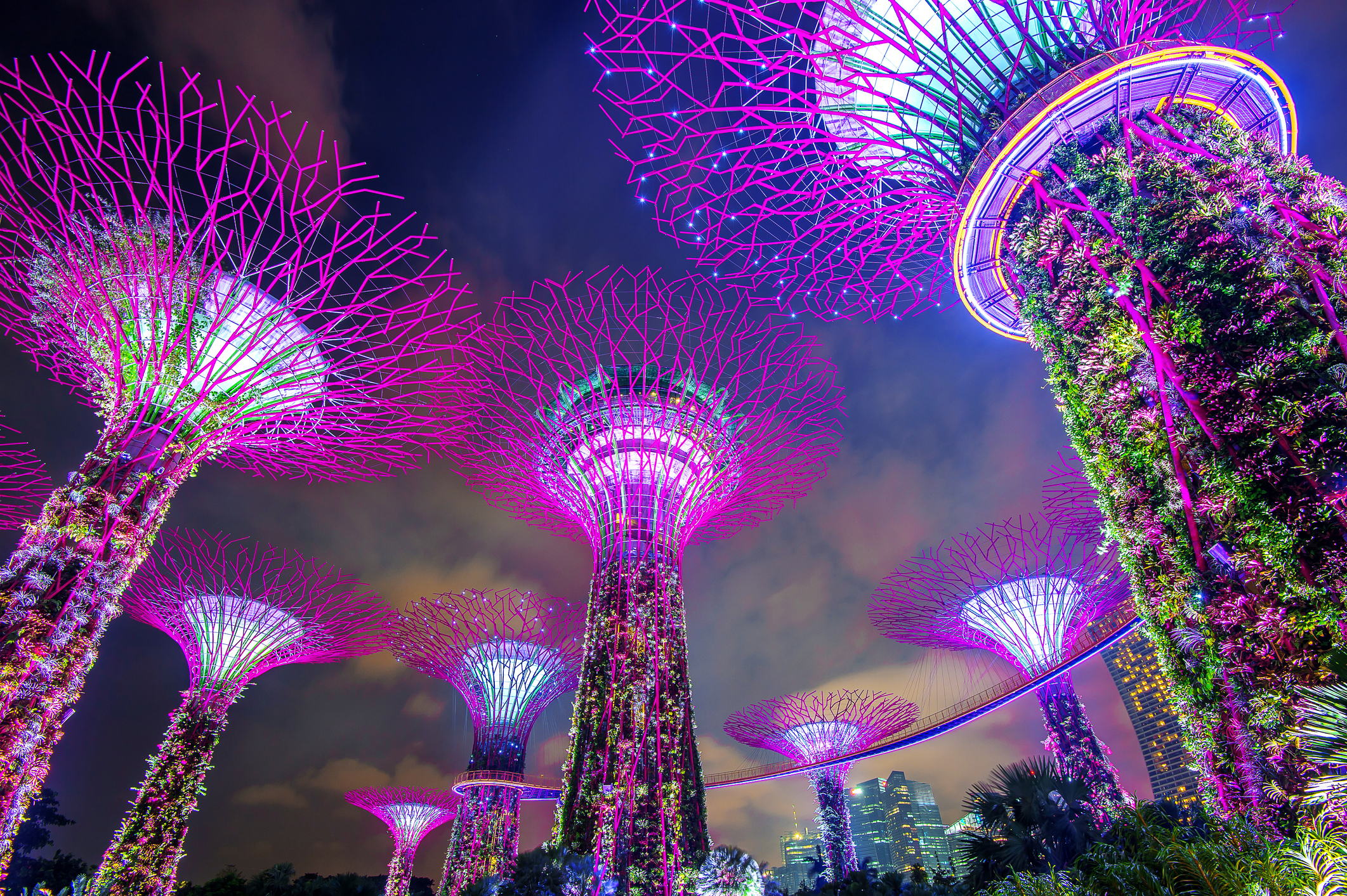 Singapore Supertree Grove illuminated at night